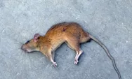 Teror Berlanjut! Bangkai Tikus  Kepala Terpenggal Ditemukan di Kantor Tempo