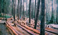 Hidden Gem Jogja Ini Bikin Kangen Alam! Hutan Pinus Mangunan Tempat Nongkrong Rasa Syurga