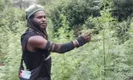 Egianus Kogoya dan KKB Diduga Danai Aksi Teror lewat Bisnis Ganja