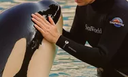 Viral di TikTok! Fakta Mengejutkan di Balik Kisah Pelatih Orca Jessica Radcliffe yang Dikabarkan Tewas Dimangsa Paus Pembunuh