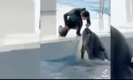Video Viral Paus Orca Tewaskan Pelatihnya, Ini Faktanya