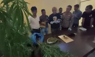 Tanam Ganja di Tebing Curam, Ketahuan Polisi Gara-Gara Media Sosial