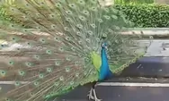 Heboh Burung Merak Berkeliaran Bebas di Duren Sawit, Jadi Rebutan Warga Swafoto