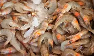 Hingga Akhir Desember, RI Bakal Ekspor 10.000 Ton Udang ke AS dengan Nilai Rp1,8 Triliun