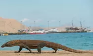 Labuan Bajo Jadi Destinasi Top Asia 2026, Pesona Komodo dan Alam Liarnya Paling Juara!
