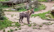 Hyena Tutul Muncul setelah Ribuan Tahun, Tertangkap Lalu Dibunuh
