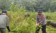 Bareskrim Bongkar Ladang Ganja Seluas 52 Ha di Aceh, Tersebar di 26 Wilayah