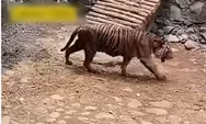 Respons Video Viral Harimau Kurus, Pramono Anung: Orang Tidak Senang Ragunan Diperbaiki