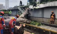 Pohon Raksasa Ambruk di Senayan, Atap Terowongan Rusak dan Halte MRT Tutup, Penumpang Dievakuasi