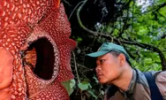 Rafflesia Hasseltii Mekar di Bawah Sinar Bulan, Cerita dari Hutan Hujan Lebat Sumatra Barat