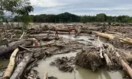 Jejak Senso di Kayu Gelondongan yang Terbawa Banjir Sumatra, Aroma Kriminal Menyeruak