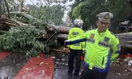 Pohon Mahoni Setinggi 10 Meter Tumbang di Depan Masjid Sunda Kelapa Menteng, 6 Mobil Ringsek Parah!