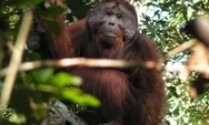 Populasi Kurang dari 800 Ekor, Orang Utan Tapanuli Terancam Punah akibat Banjir Besar