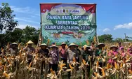 Kolaborasi Polres Pemalang dan Petani Hasilkan Panen Jagung melimpah