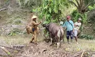 Distan Bengkulu Selatan Terus Cegah Penyakit Sapi Ngorok