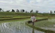 Bengkulu Utara Dapat Alokasi Pupuk Subsidi 4.929 Ton