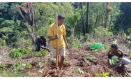 Dorong Program Satu Juta Porang, Pemdes Watu Lanur di Manggarai Timur Mulai dari Kebun Desa