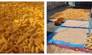Kolaborasi Yayasan Senovis dan Anggota DPR RI Berbuah Manis, Petani Muruone Targetkan 12 Ton Jagung per Tahun