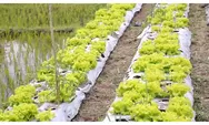 MBG Dongkrak Harga Hasil Panen di Manggarai, Petani Klaim Tak Ada Lagi Sayur Terbuang