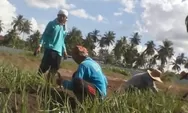 Budidaya Sayuran Daun Bawang di Guntung Payung