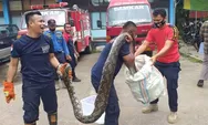 Mengamuk di Kandang Itik, Ular Sanca 4 Meter Hampir Menerkam Petugas Damkar