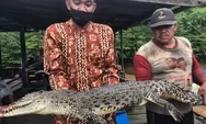 Menjaring Ikan, Malah Dapat Buaya