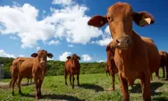 Australia Bantu Swasembada Sapi Kalsel