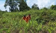 Tim SAR Hentikan Pencarian Pria Hilang Misterius di Sungai Meriam, Anggana