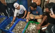 Harga Udang Windu Terjun Bebas