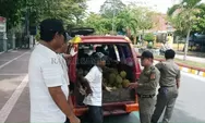 Satpol PP Tertibkan Pedagang Buah