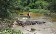 Bukan Yang Pertama, Sungai Ini Memang Sarang Buaya