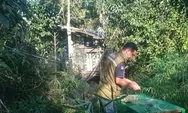 Wah Bahaya!!! Beruang Acak-Acak Kebun Warga