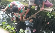 Nekat!!! Ibu-Ibu Ini  Bebaskan Ular Terbelit Jaring dengan Tangan Kosong