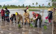 Bupati Tanam Padi Perdana Padi Unggul Trisakti