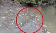 Limbah Perusahaan Diduga Jebol, Sejumlah Ikan Mati di Sungai Kasai