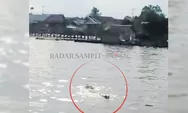 Buaya Senyulong Muncul Lagi di Sungai Arut