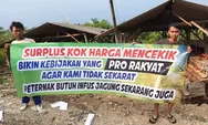 Harga Pakan Naik, Peternak Ayam Petelur di Kendal Terancam Bangkrut