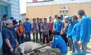 Idul Adha 1442 Hijriyah, DPD KNPI Paluta Sembelih Hewan Qurban