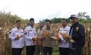 Karang Taruna Paluta Panen Perdana Demplot Kebun Percontohan Komoditi Jagung