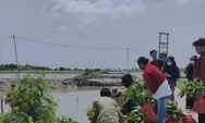 BEM STIE Lamtim Tanam Mangrove di Pantai Mutiara Baru