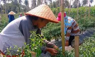 Harga Cabai di Lamtim Melambung Tinggi