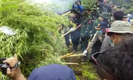 BNN RI Berhasil temukan dan Musnahkan Ladang Ganja di Aceh Selatan "Dukung Bangun Balai Reabilitasi