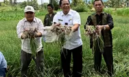 Rektor UISU Kagum Konsep Wali Kota Padang Sidempuan Galakkan Budidaya Bawang Merah.