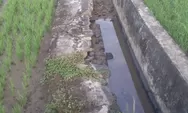 Beton Saluran Air Persawahan Masyarakat Ujung Batu Labuhanhaji Banyak Yang Roboh