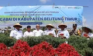 Kelompok Bina Tani Bentuk Kluster Petani Cabai di Belitung Timur