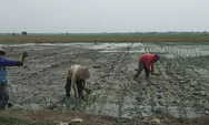 Petani di Babelan Keluhkan Kelangkaan  Pupuk Bersubsidi