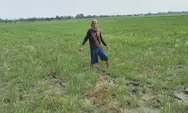Petani Babelan menjerit, Ratusan Hektar Sawah Dilanda Kekeringan