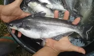 Tahun Depan, Indonesia Jajal Pasarkan Ikan Patin ke Timur Tengah 