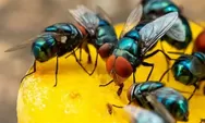 Awas Tertelan! Telur Lalat Dapat Berkembang di Dalam Tubuh, Ini Bahayanya