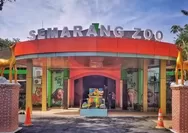 Warga Baru Semarang Zoo: Kedatangan Bona dan Sela, Dua Gajah Sumatera yang Mampu Melukis